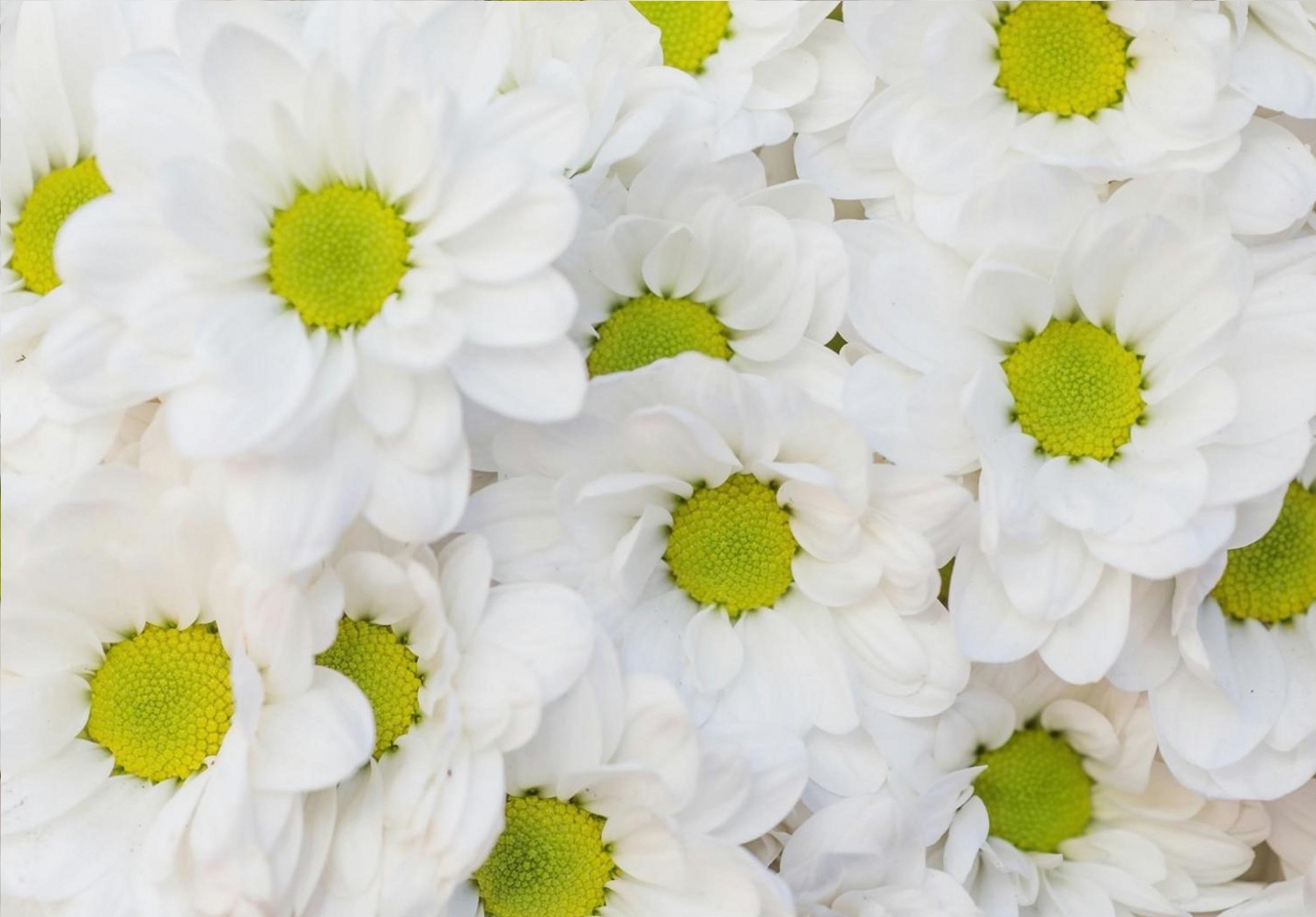 Dutch Golden Age: Commerce and Floral Art